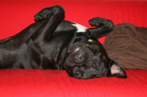 Upside Down Frank